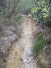 Garigal Illegal track - Deep Creek track erosion damage.